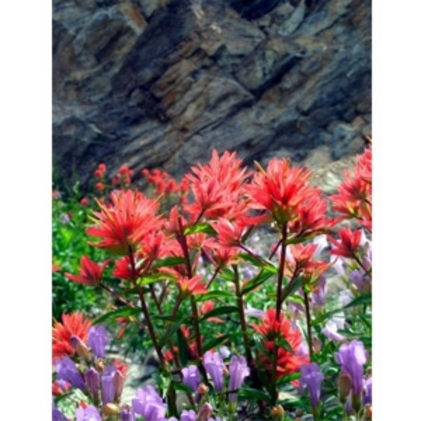 Simply Elegant Everyday Matte Canvas 60"x100' Roll