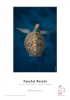 HahnemÃ¼hle FineArt InkJet Photo Cards- FineArt Baryta 4in x 6in 30 Sheets